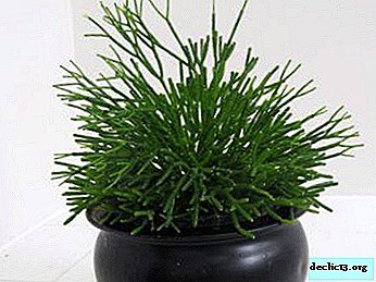 Nós crescemos Euphorbia tirukalli em casa corretamente!