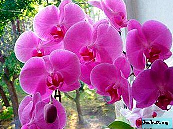 Cultivamos una magnífica y hermosa orquídea Phalaenopsis rosa