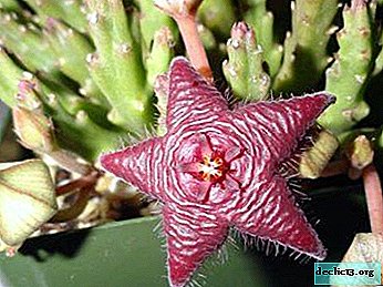 We grow a plant of amazing contrast at home: care and reproduction of stapelia, as well as a photo of the flower