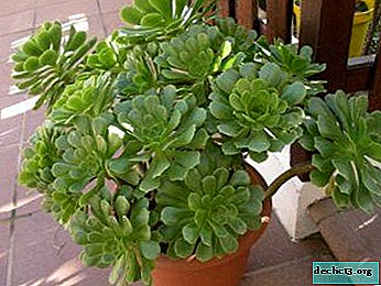 We grow tropical succulent: home care for aeonium and a flower photo