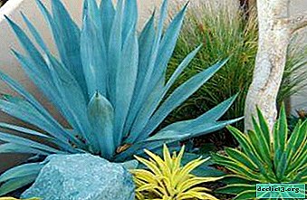Growing agave at home, subsequent care for it, as well as the features of flower propagation