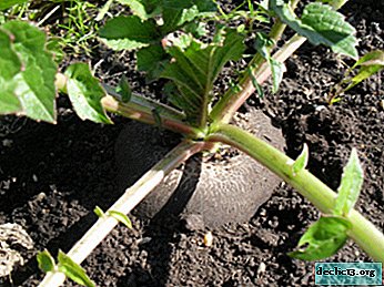 Growing black radish in open ground and in a greenhouse: features, agricultural technology and step-by-step instructions