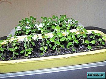 Augalijos auginimas iš sėklų namuose: svarbi informacija ir instrukcijos