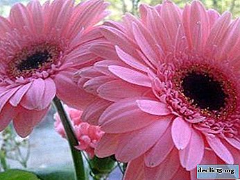 Growing gerbera from seeds at home: the secrets of proper planting and care