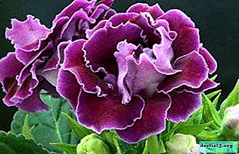 Growing gloxinia: why do not buds bloom and blacken? Hurry up to take action before they dry!