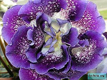 Growing gloxinia Shagane: how to plant, care, fight disease? Flower photo