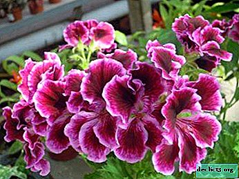 Growing and caring for pelargonium: tips and features