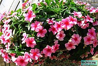 Auga Catharanthus ir rūpinasi ja sode bei namuose