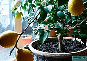 Thuis citroen kweken en het vermeerderen door stekken