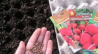 Growing radishes in egg cartridges: pros and cons, step-by-step instructions and possible problems