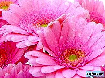 Grow a beauty at home: pink gerbera and everything about her