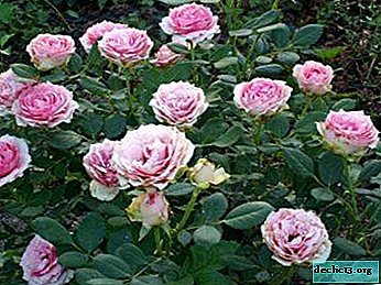 Ekspresyjna róża Pierwsza Dama: opis i zdjęcie odmiany, zastosowanie w projektowaniu krajobrazu, pielęgnacji i innych niuansach