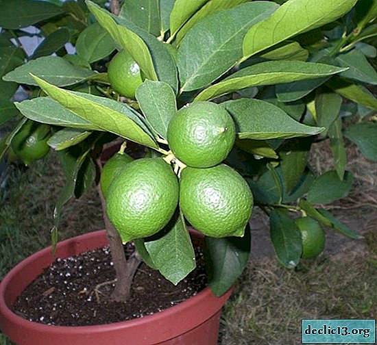 كيفية زراعة الليمون والانتشار بشكل صحيح في المنزل من البذور وبطرق