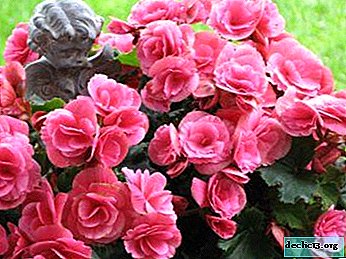 We find out how to feed begonia: the best fertilizers for plentiful flowering at home