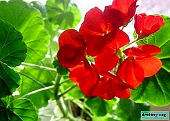 We find out how to care for geraniums at home so that it blooms: features and basic rules of cultivation