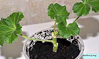 We find out the reasons why geranium does not bloom, as well as what to do in this case - Home plants