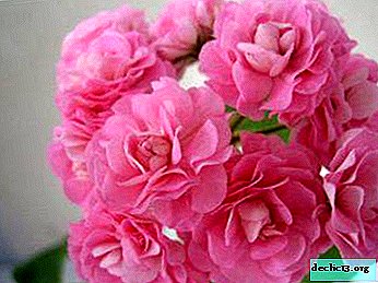 Appearance and features of care for pelargonium Australian Pink Rosebud