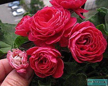 External description PAK Viva Rosita pelargonium, tips for growing and care. Flower photo