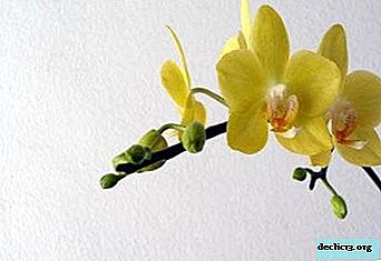 The magic of yellow orchids: the intricacies of caring for flowers and photos of the main varieties