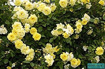 Puikiai laipiojančios rožės „Auksiniai vartai“: aprašymas su nuotrauka, sodinimas, priežiūra ir dauginimas