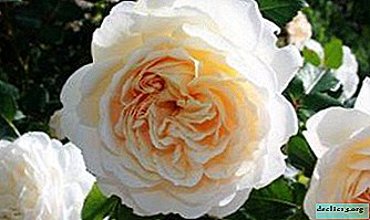 Heerlijke roos Crocus Rose - beschrijving en foto, kenmerken van zorg en groeien
