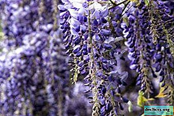Có thể trồng wisteria dưới dạng cây và những gì cần thiết cho việc này?