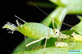 Škodljivec sobnih rastlin je listna uši. Kako se spoprijeti z žuželko doma?