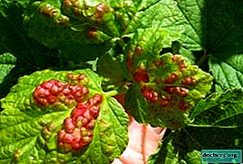 Pest on the currant bushes. How to deal with gall aphids?