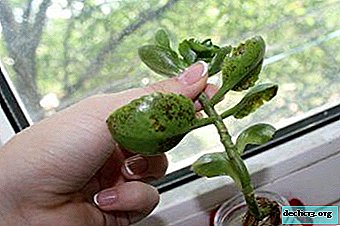 Pests and diseases of Kalanchoe, treatment methods with photos and flower care at home