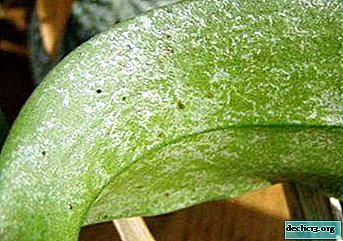 Pests on flowers: how to get rid of ticks on orchids? Photo, description and methods of struggle