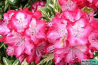 Škodljive in koristne lastnosti Adams rododendrona in drugih vrst te rastline