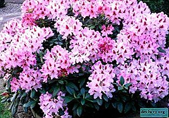 Heather time, or When is it better to plant rhododendrons - in spring or autumn?