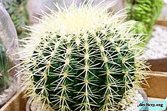 Semua yang anda perlu tahu tentang penjagaan echinocactus di rumah dan di luar rumah