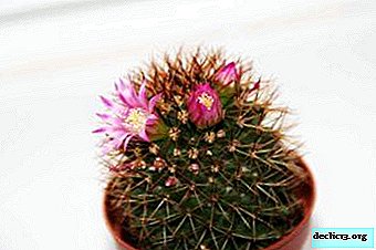 Tout ce que vous devez savoir sur le soin des cactus Mammillaria à la maison et à l'extérieur