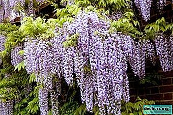 We do everything right: caring for room and garden wisteria