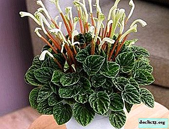 All about flowering peperomia: features of the process, photos of blossoming plants