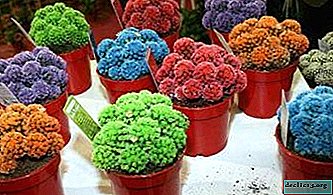 Tout sur les cactus colorés: photos d'aiguilles et de tiges colorées, en particulier de soin et de reproduction