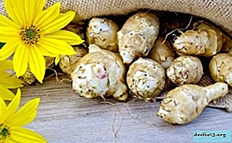 All about the chemical composition, calories, benefits and harms of Jerusalem artichoke - Vegetable growing