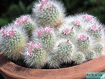 Tout sur le cactus Mammillaria bokasana - une description de la plante, ses soins, ses méthodes d’élevage et bien plus