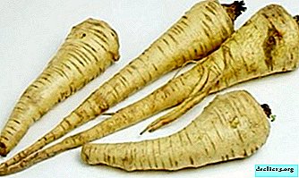 All about the root of parsnip: description and composition, photos, useful and medicinal properties, application and other nuances - Vegetable growing