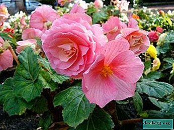 All about the beauty of begonia: Female weapons, Burning passion and other species. Plant Care Tips
