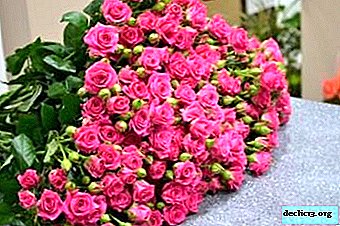Tout sur les roses de brousse: description et photos des variétés populaires, floraison, conseils de soin et autres nuances