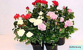 Tout à propos de rose de brousse dans un pot. Caractéristiques de la fleur, règles de croissance et de soin à la maison