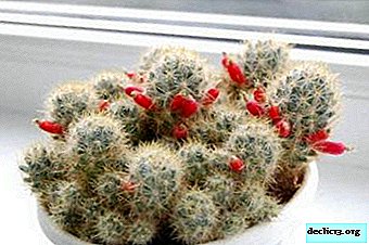 Alt om Mammillaria Prolifera. Hvordan er det forskelligt fra andre kaktus, og hvordan man plejer det?
