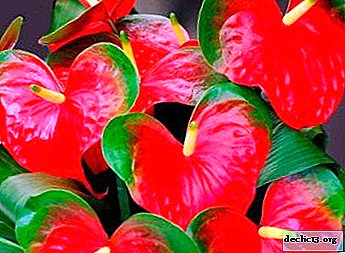 All about male happiness, or Anthurium: photo, description and cultivation at home