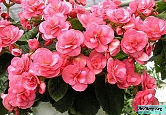 All about the proper propagation of begonias at home