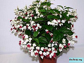 ทุกอย่างเกี่ยวกับพืช Clerodendrum Specosum: การปลูกการทำสำเนาและการดูแลของดอกไม้