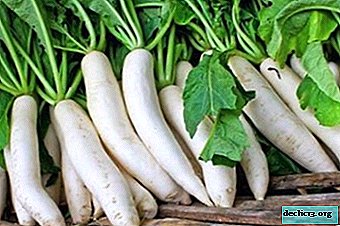 All about daikon radish: description and photo, benefits and harms, the best varieties, cultivation and other nuances