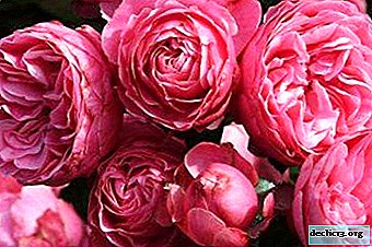Alles über die floribunda rose: wie sie aussieht auf dem Foto, Sorten, Reproduktion und Bedingungen