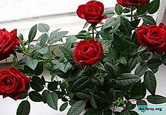 Tudo sobre a rosa de Cordan: aparência, variedades de fotos, especialmente cuidados